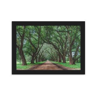 Foto con Cornice - Wormsloe Plantation