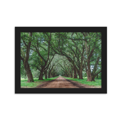 Foto con Cornice - Wormsloe Plantation
