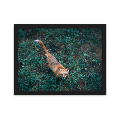 Foto con Cornice - Fox (cm) - immagine 2