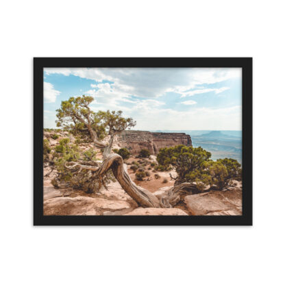 Foto con Cornice - Juniper - Dead Horse State Park - immagine 2