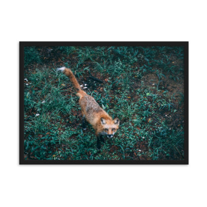 Foto con Cornice - Fox (cm) - immagine 3