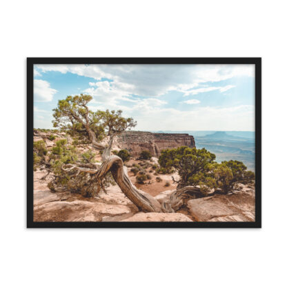 Foto con Cornice - Juniper - Dead Horse State Park - immagine 3