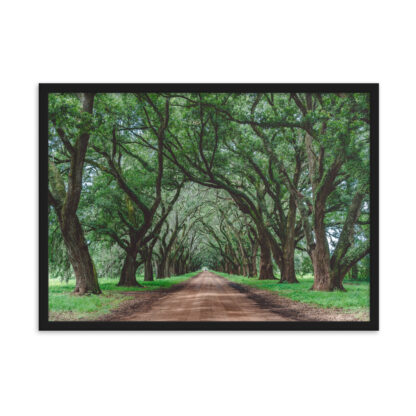 Foto con Cornice - Wormsloe Plantation - immagine 3
