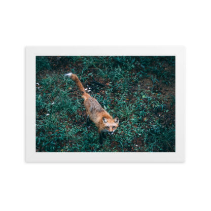 Foto con Cornice - Fox (cm) - immagine 4