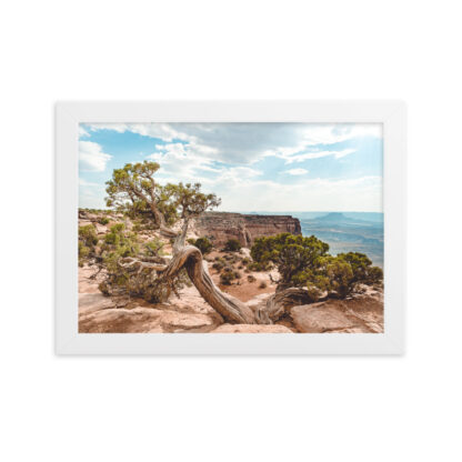 Foto con Cornice - Juniper - Dead Horse State Park - immagine 4