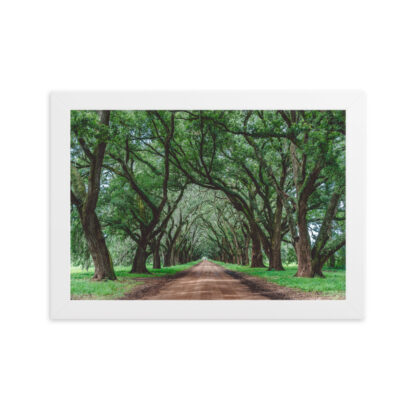 Foto con Cornice - Wormsloe Plantation - immagine 4