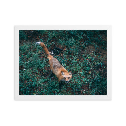 Foto con Cornice - Fox (cm) - immagine 5