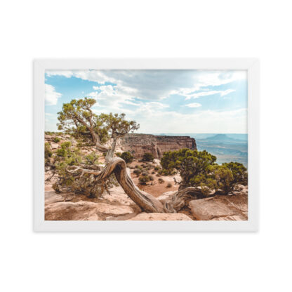 Foto con Cornice - Juniper - Dead Horse State Park - immagine 5
