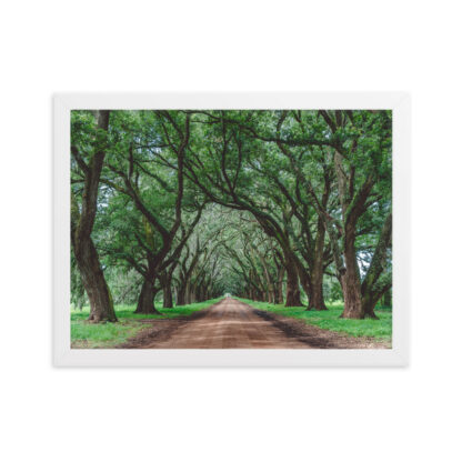Foto con Cornice - Wormsloe Plantation - immagine 5