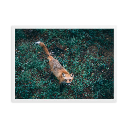 Foto con Cornice - Fox (cm) - immagine 6