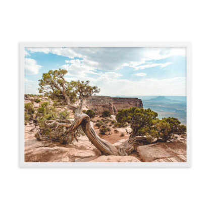 Foto con Cornice - Juniper - Dead Horse State Park - immagine 6