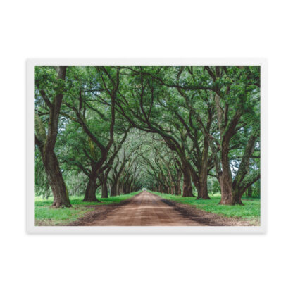 Foto con Cornice - Wormsloe Plantation - immagine 6