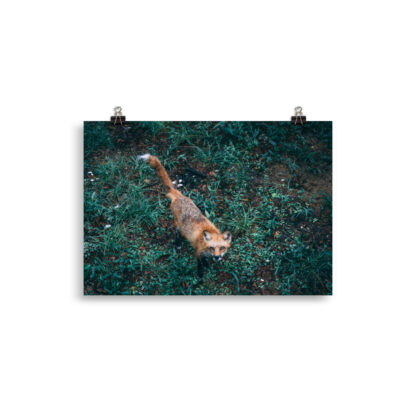Foto - Fox (cm)