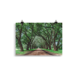 Foto Wormsloe Plantation (cm)