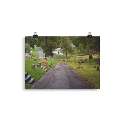 Foto - Deers (cm)