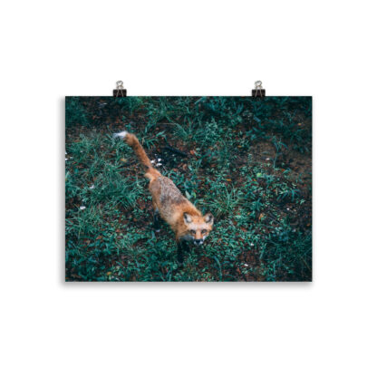 Foto - Fox (cm) - immagine 2