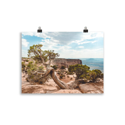 Foto - Juniper - Dead Horse State Park (cm) - immagine 2