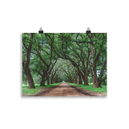 Foto Wormsloe Plantation (cm) - immagine 2