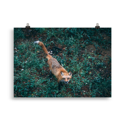 Foto - Fox (cm) - immagine 3