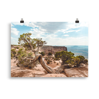 Foto - Juniper - Dead Horse State Park (cm) - immagine 3