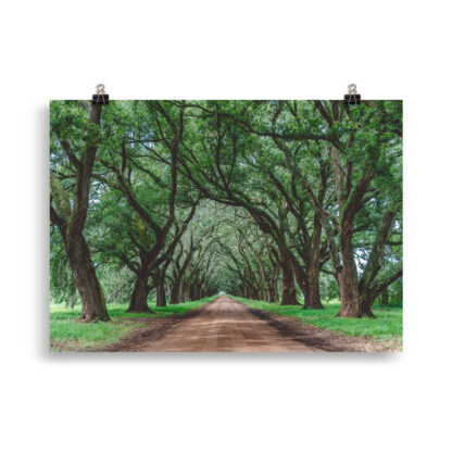 Foto Wormsloe Plantation (cm) - immagine 3
