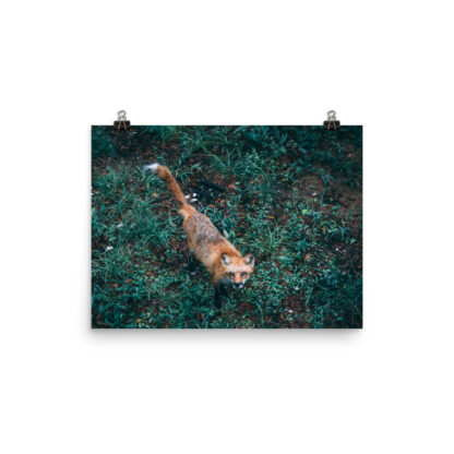 Foto Semi Glossy – Fox  (in) - immagine 2