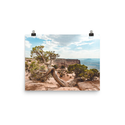 Foto Semi Glossy - Juniper - Dead Horse State Park (in) - immagine 2