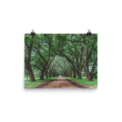 Foto Semi Glossy – Wormsloe Plantation (in) - immagine 2