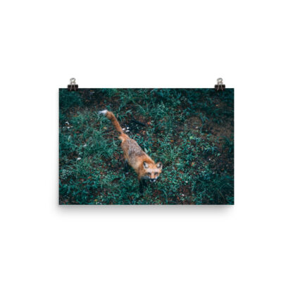 Foto Semi Glossy – Fox  (in) - immagine 3