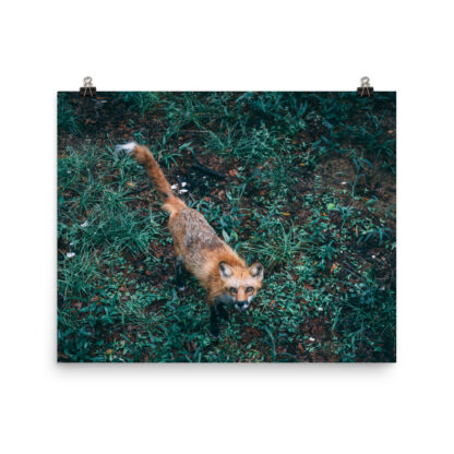 Foto Semi Glossy – Fox  (in) - immagine 4