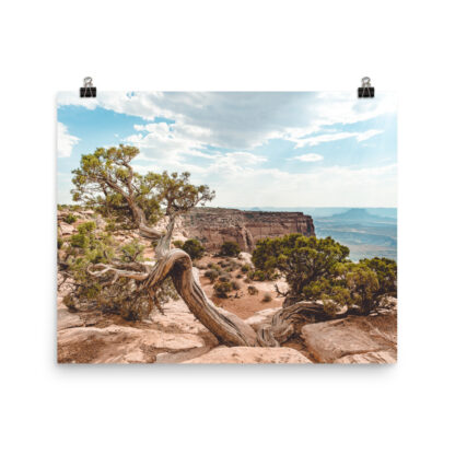 Foto Semi Glossy - Juniper - Dead Horse State Park (in) - immagine 4