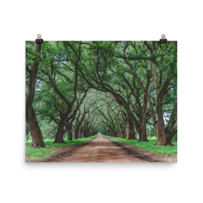 Foto Semi Glossy – Wormsloe Plantation (in) - immagine 4