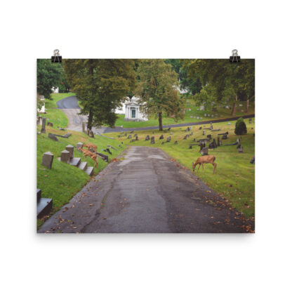 Foto Semi Glossy – Deers (in) - immagine 4