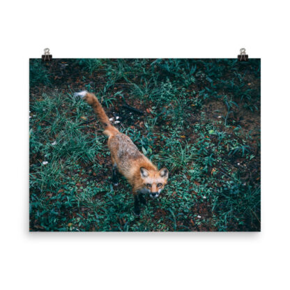 Foto Semi Glossy – Fox  (in) - immagine 5