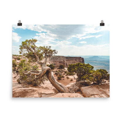 Foto Semi Glossy - Juniper - Dead Horse State Park (in) - immagine 5