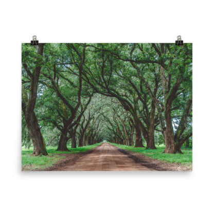 Foto Semi Glossy – Wormsloe Plantation (in) - immagine 5