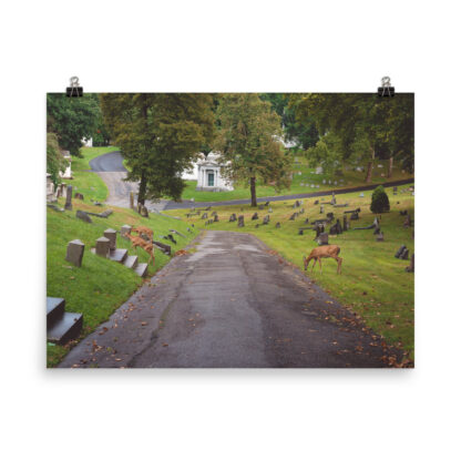 Foto Semi Glossy – Deers (in) - immagine 5