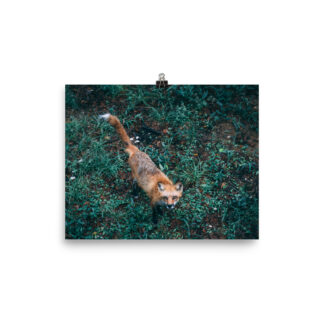 Foto Semi Glossy – Fox  (in)