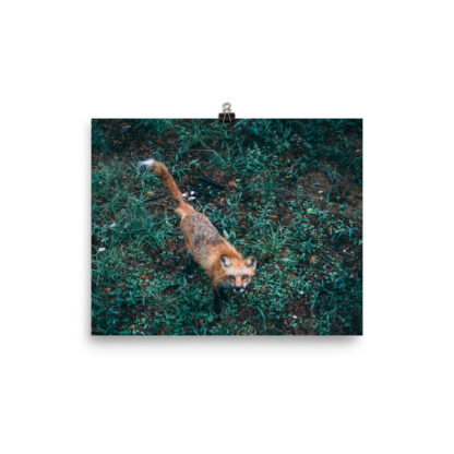 Foto Semi Glossy – Fox  (in)
