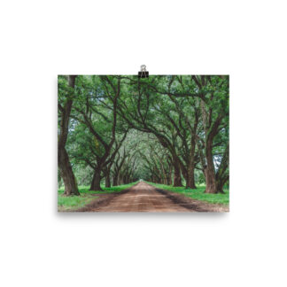 Foto Semi Glossy – Wormsloe Plantation (in)