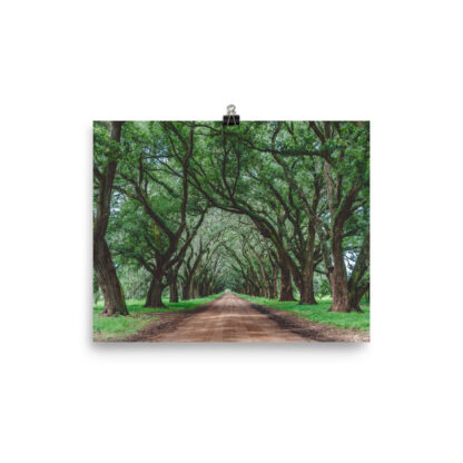 Foto Semi Glossy – Wormsloe Plantation (in)
