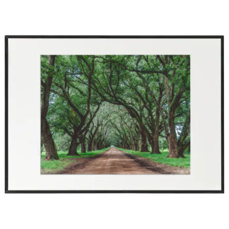 evergreen plantation luisiana usa django unchained